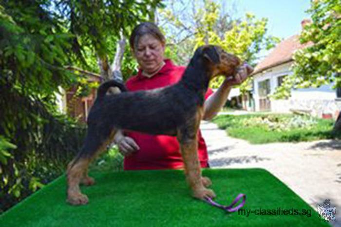 Airedale terrier puppies for sale