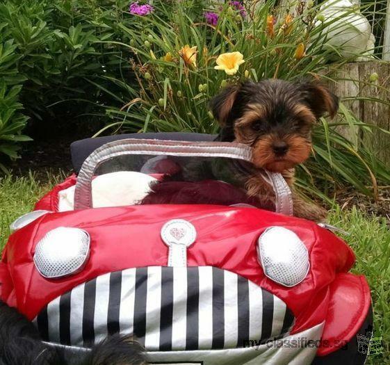 Adorable Purebred Yorkshire Terrier Puppies