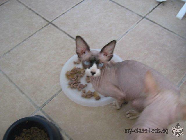 Cute Sphynx Kittens Looking For New Family