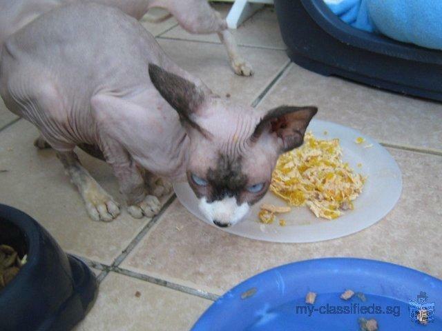 Cute Sphynx Kittens Looking For New Family