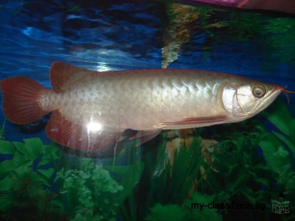 Asian Red and Chili Red with Asian Red and 24K Golden Arowana