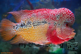 Asian Red and Chili Red with Asian Red and 24K Golden Arowana