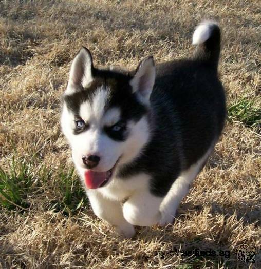 Siberian Husky Puppies For Sale