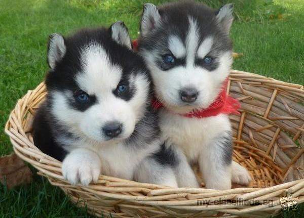 Siberian Husky Puppies For Sale