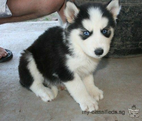 Siberian Husky Puppies For Sale