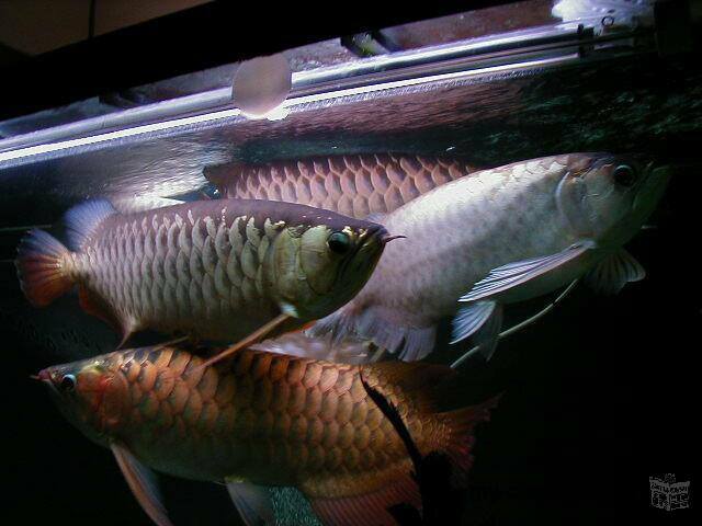 Chili Red, Asian Red, Super Red Arowana fish and many other species for sale