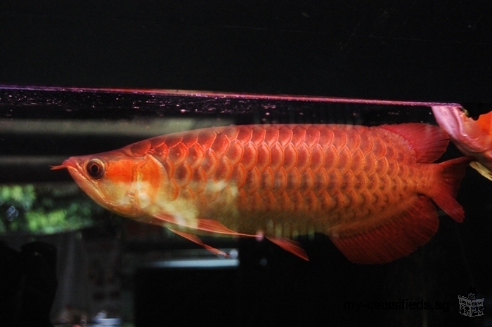 Chili Red Arowana And P12 p13 Black Diamond Rays, Red King Kong Fish Available