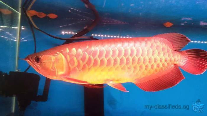 Chili Red, Asian Red, Super Red Arowana fish and many other species for sale