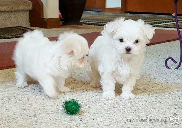 Christmas maltese puppies for pets loving homes