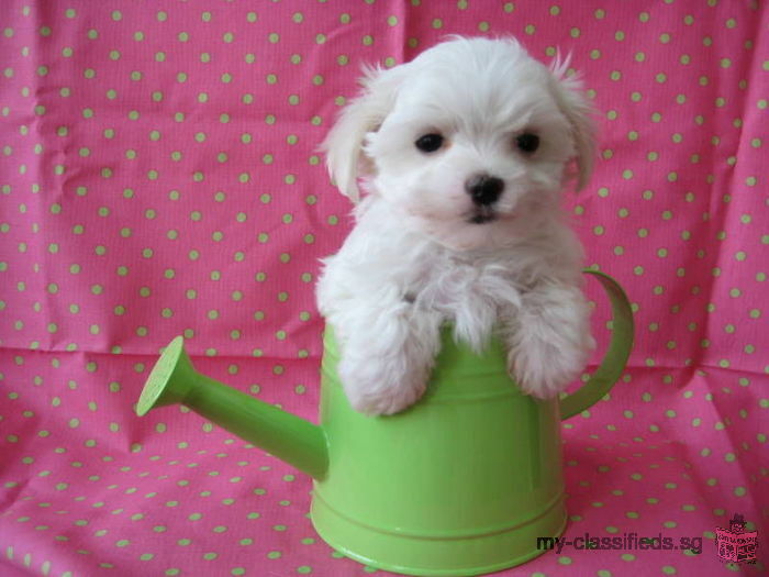 Christmas maltese puppies for pets loving homes