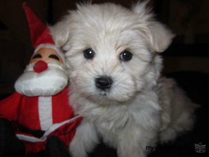 Amazing AKC Micro T-Cup Maltese Puppies Available. Text: (507) 502-2241