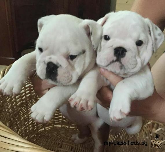 Healthy English Bulldog Puppies Available