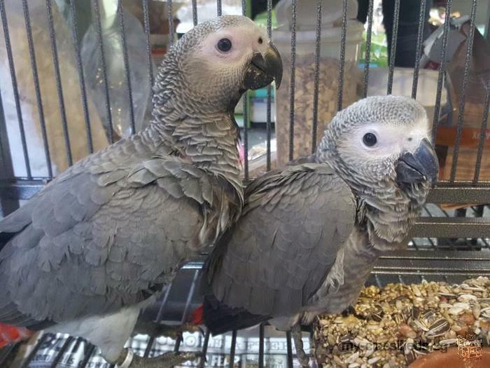 African Grey Parrots for free adoption