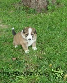 English Shepherd Puppies for Sale