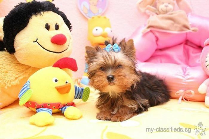 Two Fantastic Yorkie Puppies Available