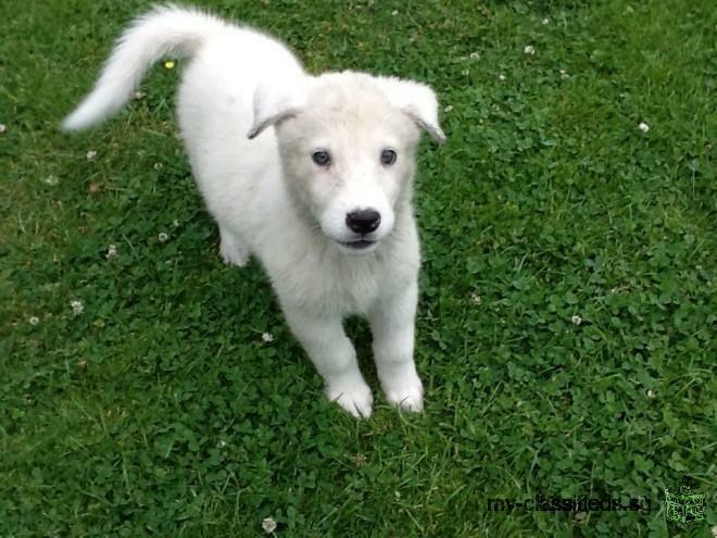 Both male and female Akita puppies for rehome