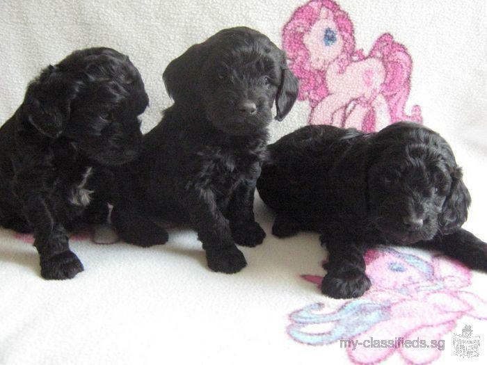 Cockerpoo Puppies