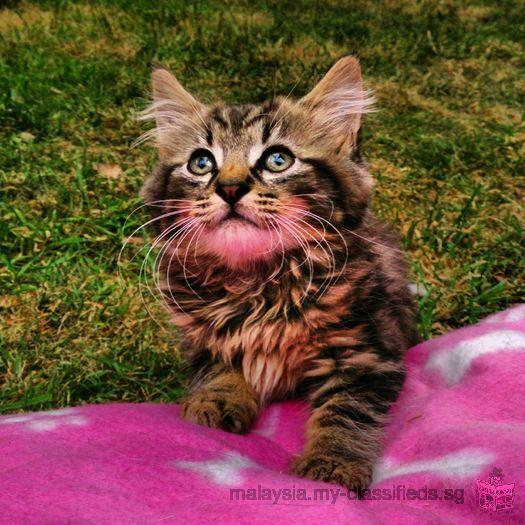 Stunning 12 Weeks Old Maine Coon Kitty