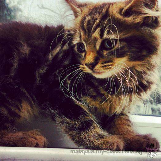 Stunning 12 Weeks Old Maine Coon Kitty