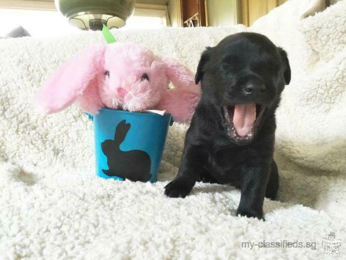 AKC Black Labrador Male Pups / Home Raised / Health Guarantee $750