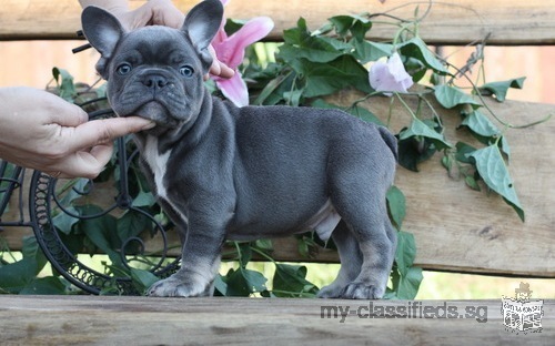 Akc registered French Bulldog puppies