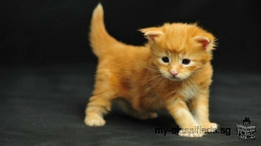 Available Maine Coon Kittens