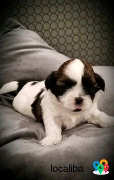 Beautiful Shih Tzu babies