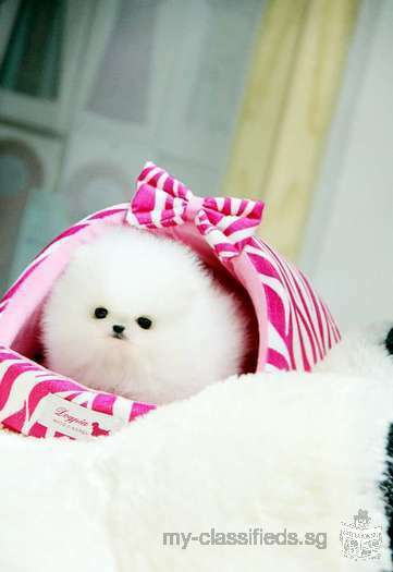 Gorgeous white teacup pom!