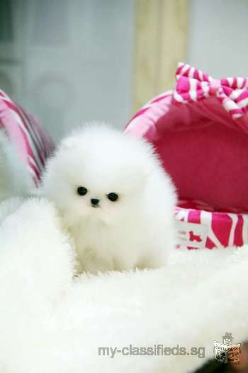 Gorgeous white teacup pom!