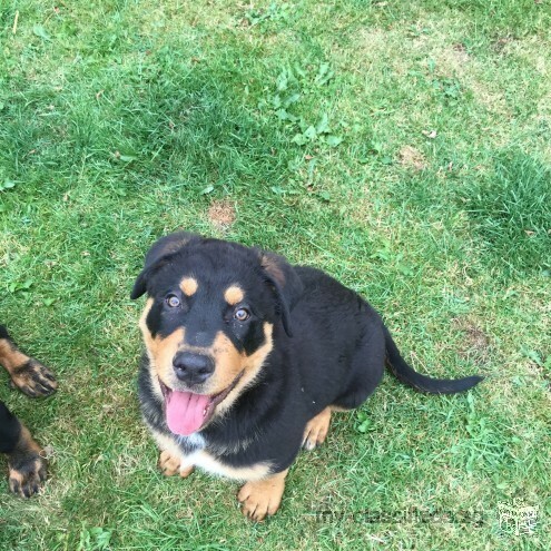 Healthy Rottweiller puppies