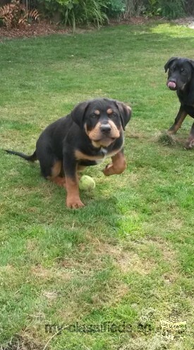 Healthy Rottweiller puppies