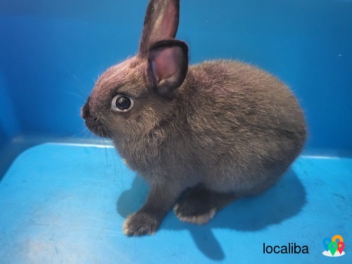 Netherland Dwarf Black Male