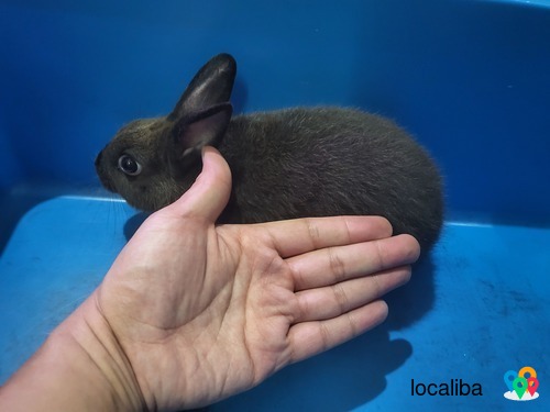 Netherland Dwarf Black Male