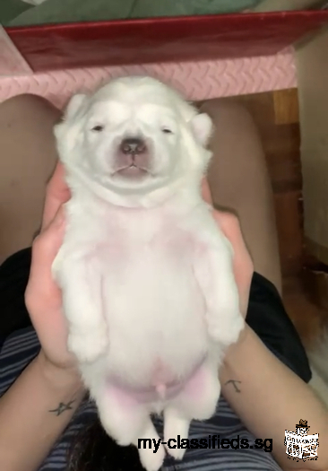 Newborn Japanese spitz puppies for sale