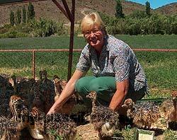 Ostrich chickens and fertile ostrich eggs for sale