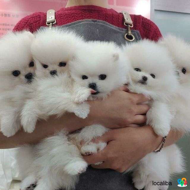 Purebred White Mini Pomeranian Puppies Available