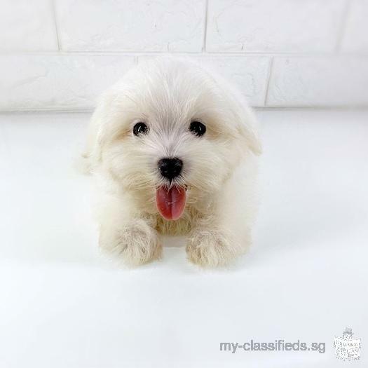 Skc Pedigree Maltese Puppy