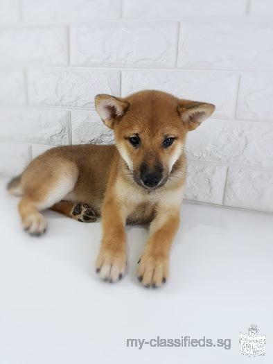 Skc Pedigree Shiba Inu Puppy