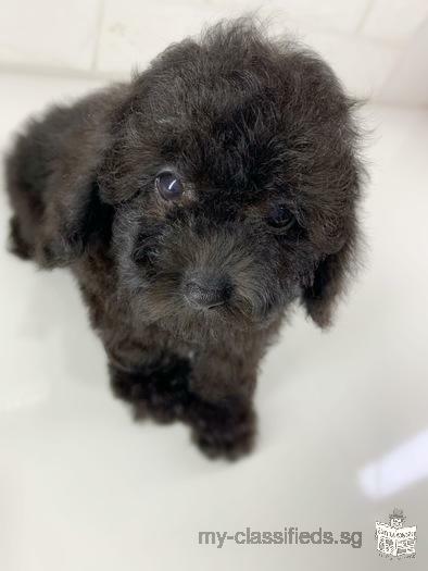 Skc Pedigree chocolate Silver poodle