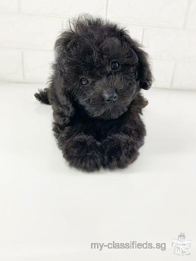 Skc Pedigree chocolate Silver poodle