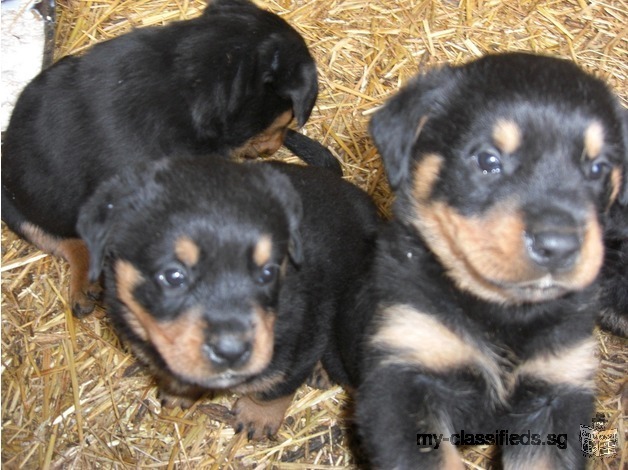 Xmas Rottweiler Puppies Big Cuddly Bears For Sale