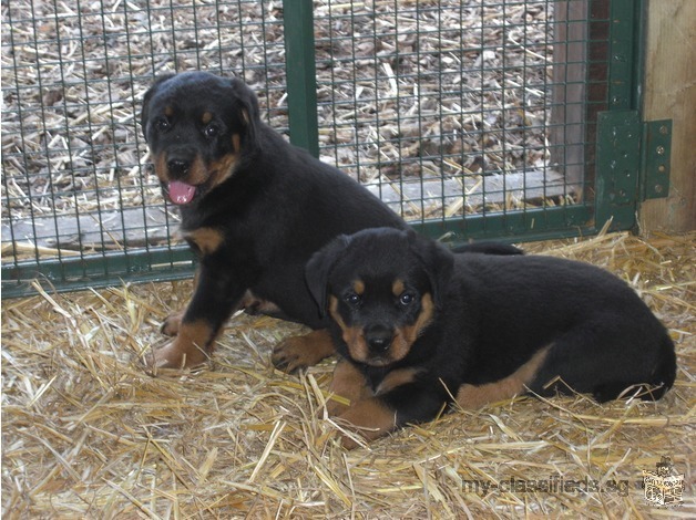 Xmas Rottweiler Puppies Big Cuddly Bears For Sale