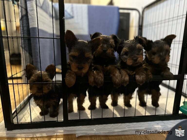 Yorkshire terrier puppies