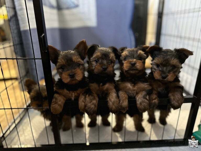 Yorkshire terrier puppies