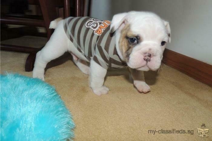 adorable English bulldog puppies ready for their new homes