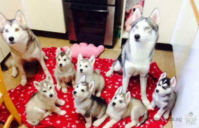 siberian husky puppies