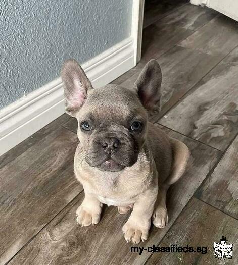 vaccinated healthy and AVS registered french bulldog puppies available