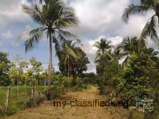 Land on the low hill near beach Chumphon with Chanote for sale very very beautiful suitable for Vill