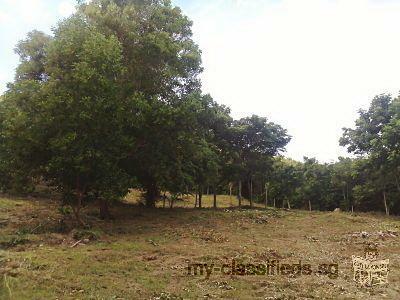 Land on the low hill near beach Chumphon with Chanote for sale very very beautiful suitable for Vill