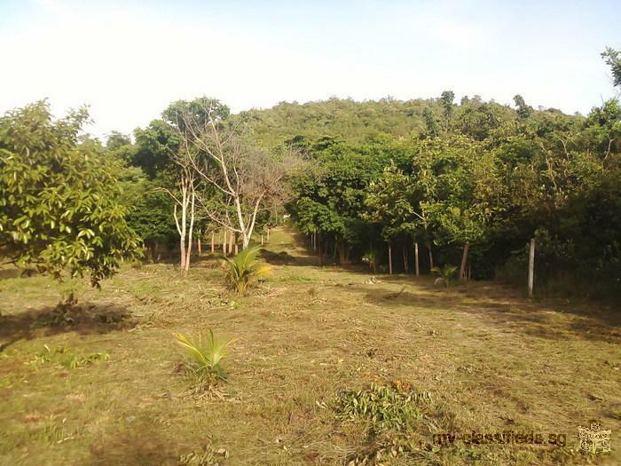 Land on the low hill near beach Chumphon with Chanote for sale very very beautiful suitable for Vill